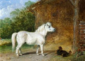 A Shetland pony and a King Charles spaniel (board)