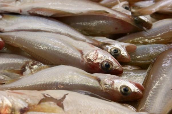 Toter Fisch von Martin Wöllner