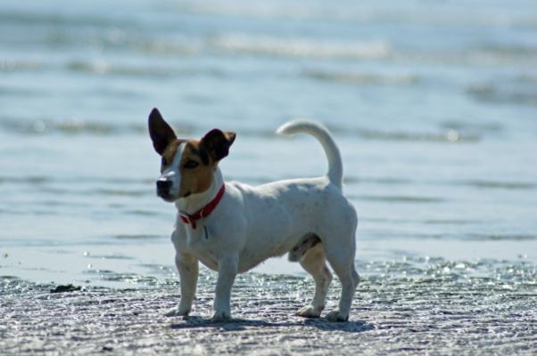 Hund und Meer von Martin Wöllner
