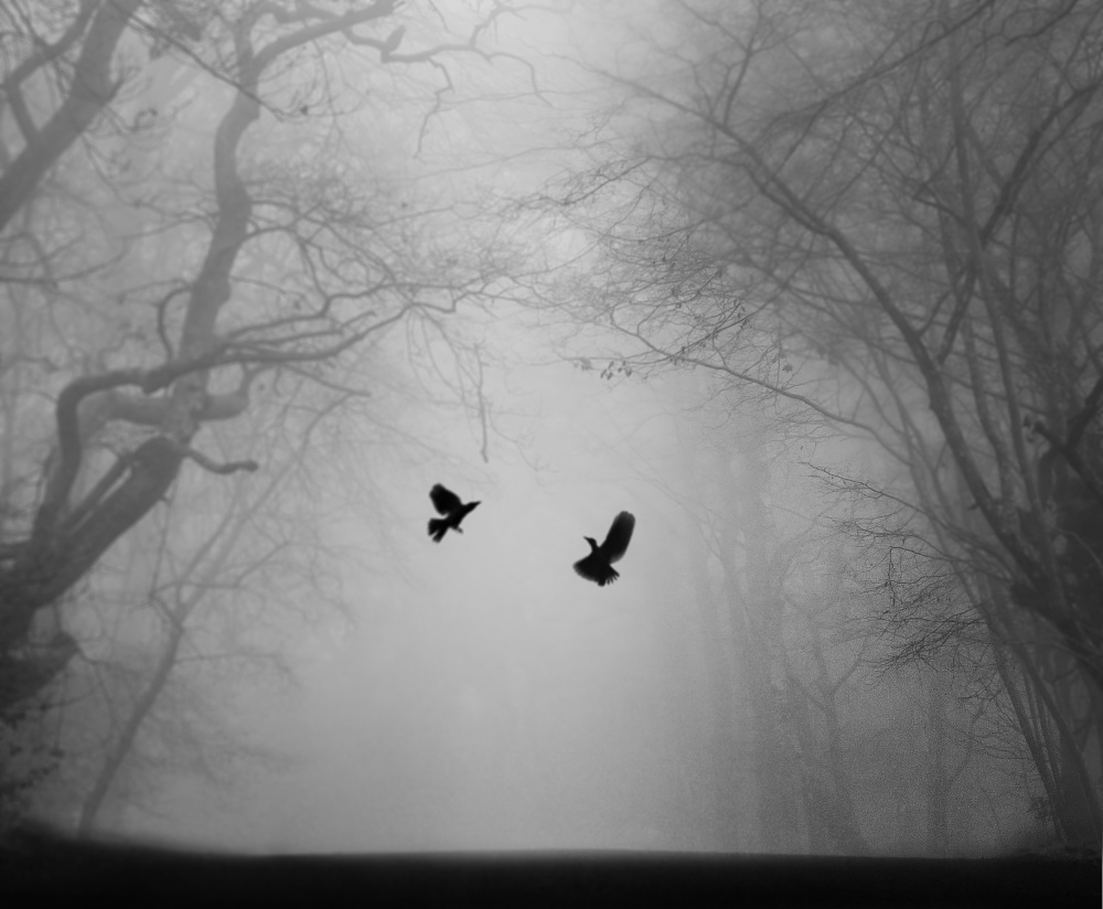 Birds von Martin Wong