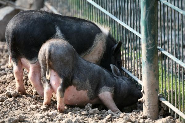 Ferkelei von Martina Berg