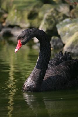 Trauerschwan von Martina Berg