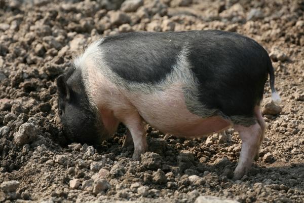 Ferkelei von Martina Berg