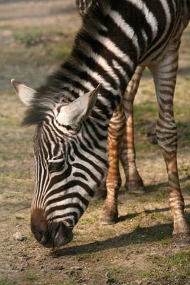 Gestreift von Martina Berg