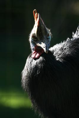 Helmkasuar von Martina Berg