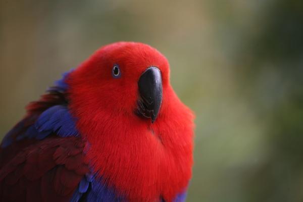 Edelpapagei von Martina Berg