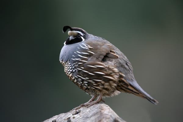 Wachtel von Martina Berg