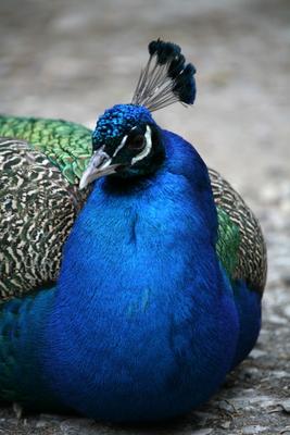 Blauer Pfau von Martina Berg