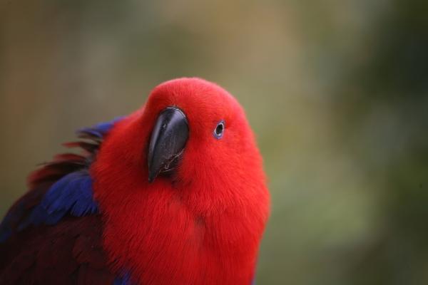 Edelpapagei von Martina Berg