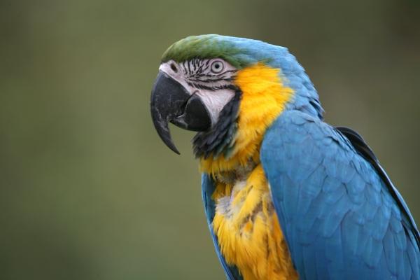 Farbenpracht von Martina Berg