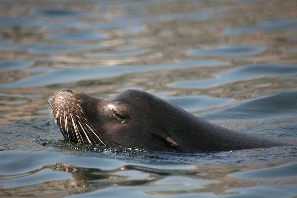 Kalifornischer Seelöwe von Martina Berg