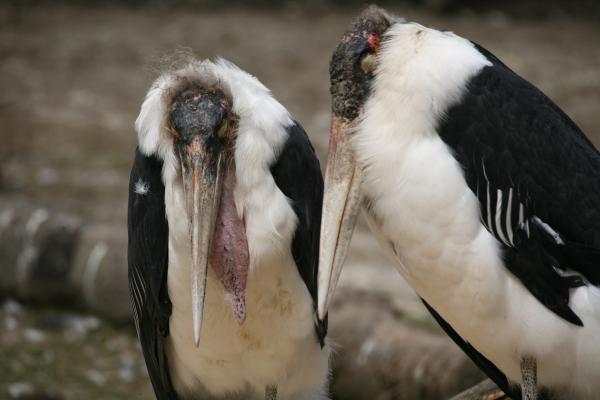 Schönes Paar von Martina Berg