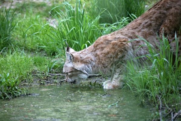 Luchs von Martina Berg
