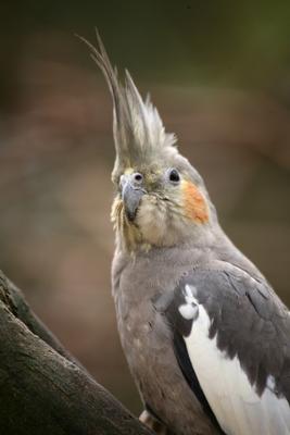 Nymphensittich von Martina Berg