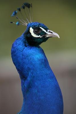 Blauer Pfau von Martina Berg