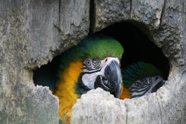 Gelbbrustara von Martina Berg