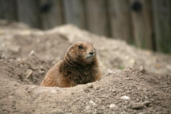 Präriehund von Martina Berg