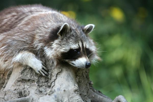 Waschbär von Martina Berg