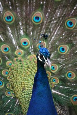 Blauer Pfau von Martina Berg