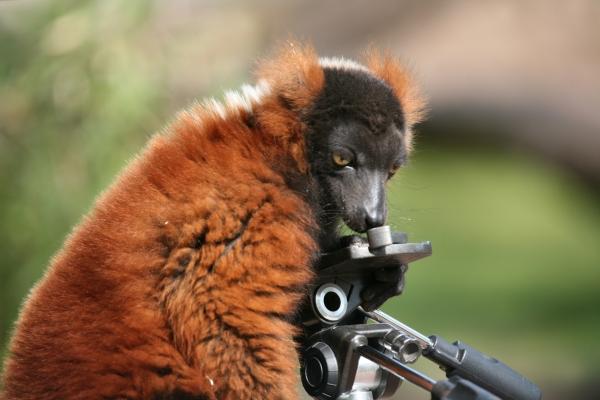 Roter Vari von Martina Berg