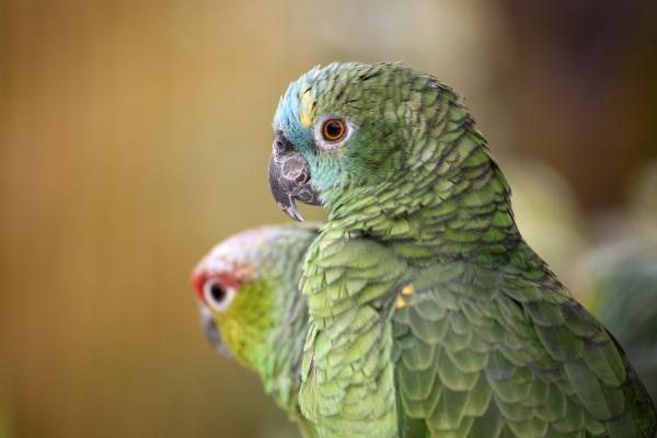 Amazonen von Martina Berg