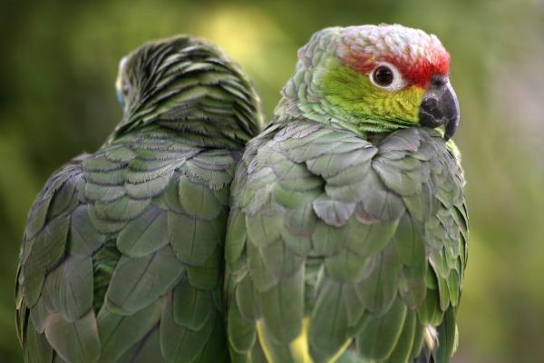 Amazonen von Martina Berg