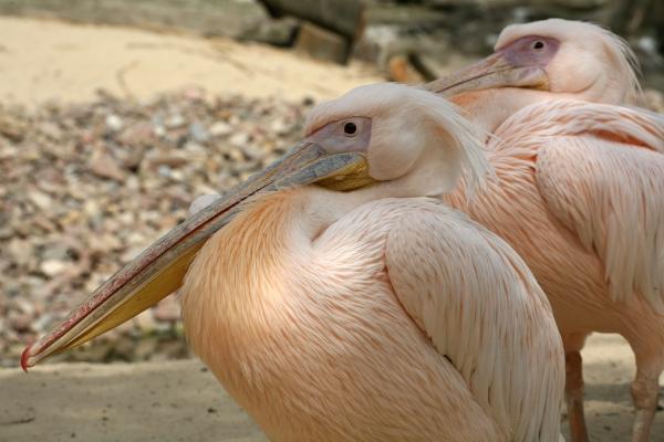 Pelikane von Martina Berg