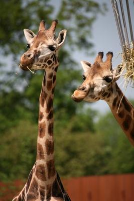 Mahlzeit von Martina Berg