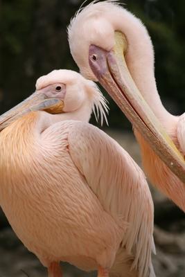 Pelikane von Martina Berg