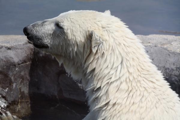 Eisbär von Martina Berg