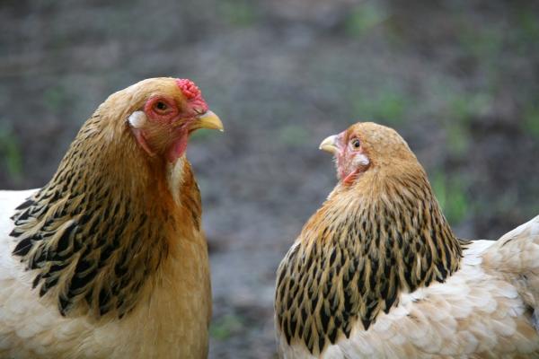 Hühner von Martina Berg