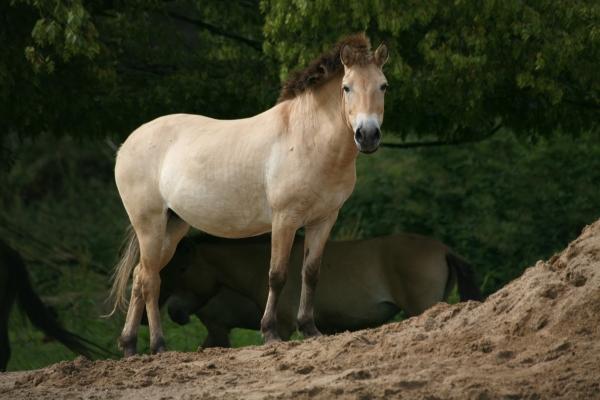 Przewalski-Pferd von Martina Berg