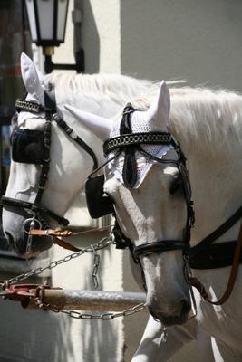 Kutschpferde von Martina Berg