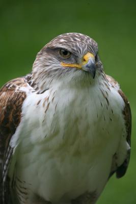 Königsrauhfußbussard von Martina Berg