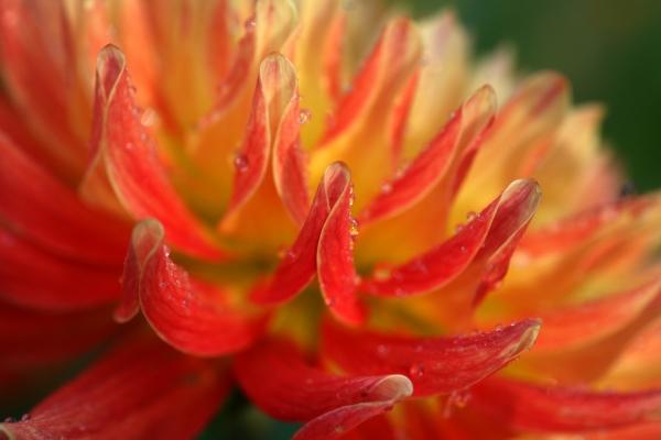 Dahlie von Martina Berg