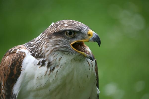 Königsrauhfußbussard von Martina Berg