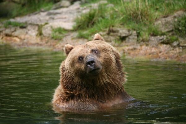 Braunbär von Martina Berg