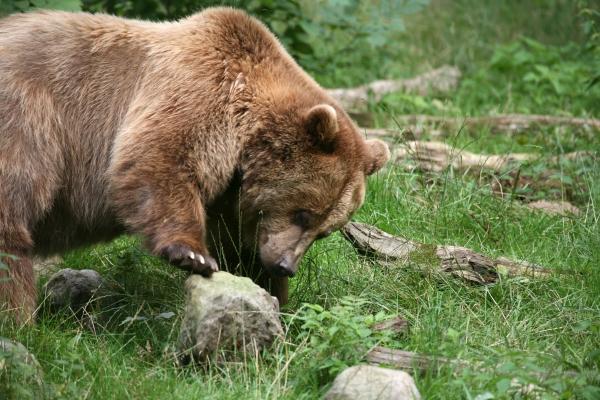 Braunbär von Martina Berg