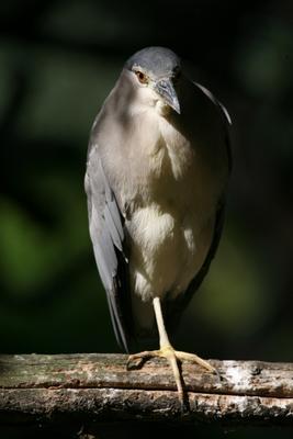 Nachtreiher von Martina Berg