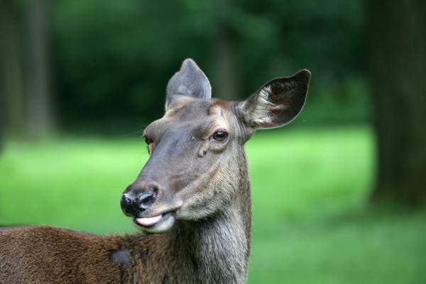 Kaukasusmaral von Martina Berg