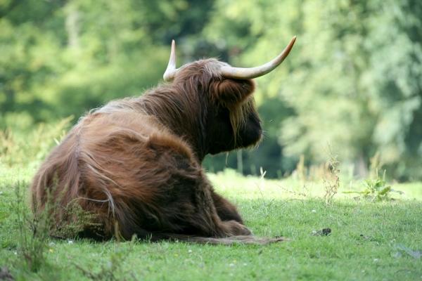 Schottisches Hochlandrind von Martina Berg