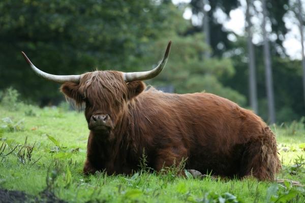 Schottisches Hochlandrind von Martina Berg
