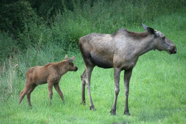 Elche von Martina Berg