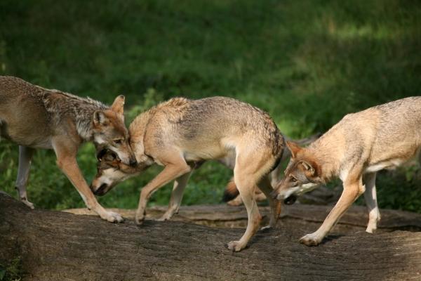 Wölfe von Martina Berg