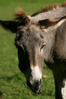 Esel von Martina Berg