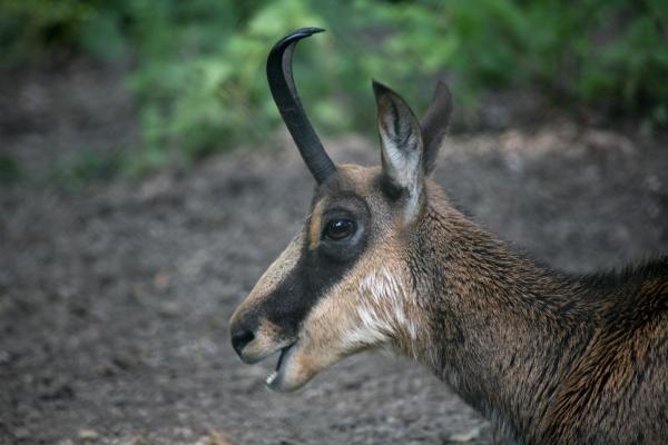 Gämse von Martina Berg