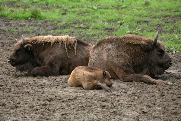 Wisente von Martina Berg
