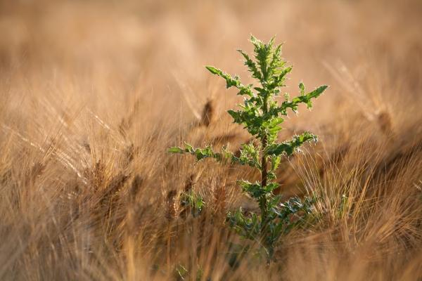 Distel von Martina Berg