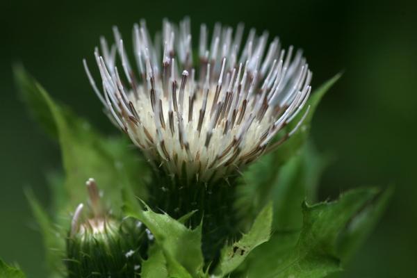 Kohl-Kratzdistel von Martina Berg