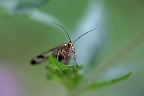 Skorpionsfliege von Martina Berg